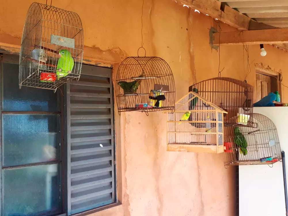 Aves e espingarda foram apreendidas na casa, em Mirante do Paranapanema: Fotos: Polícia Militar Ambiental