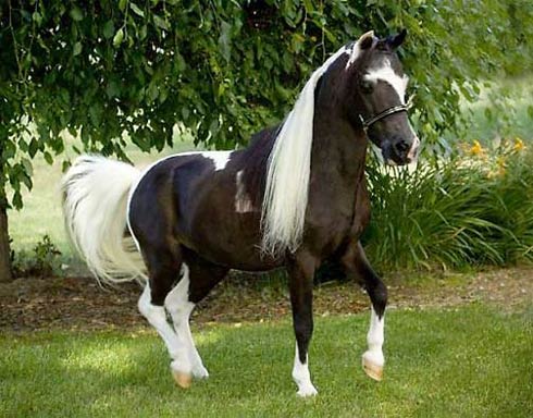 minihorse