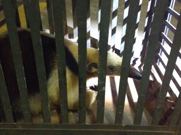 tamandua resgatado