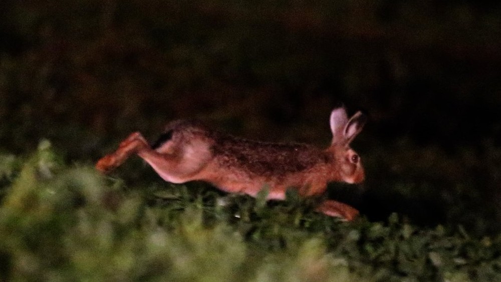 especie-foi-trazida-para-argentina-e-chile-visando-a-caca-esportiva-e-teria-se-proliferado-pelo-paises-vizinhos-ate-chegar-ao-brasil