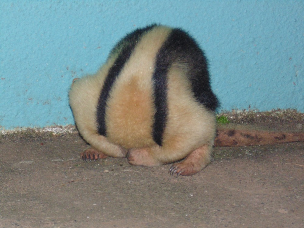 tamandua-bocaina