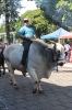 08-05-11-desfile-rodeio-itapolis_77
